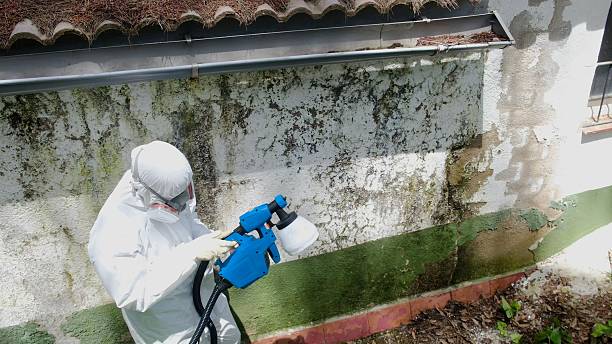 Mold Remediation service in Freeland, Freeland, PA